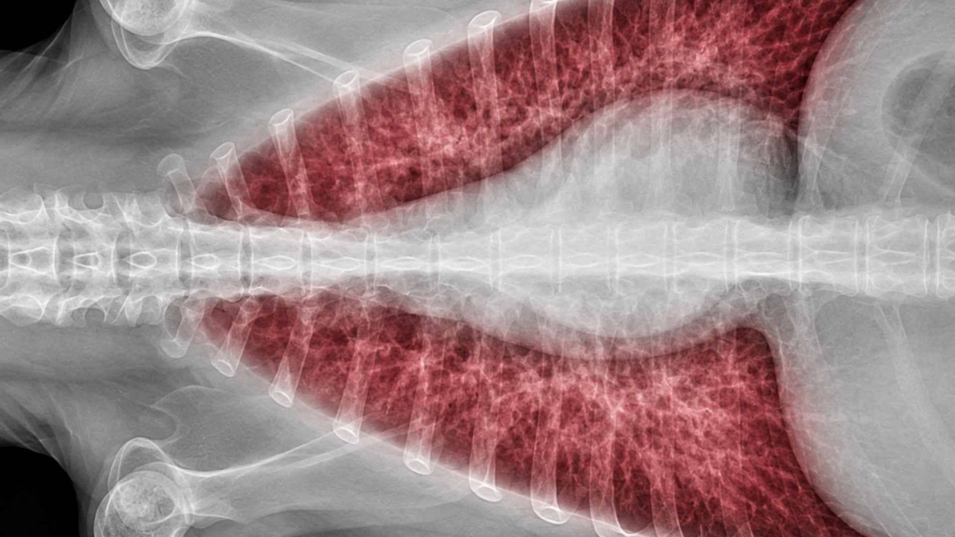 perro con edema pulmonar